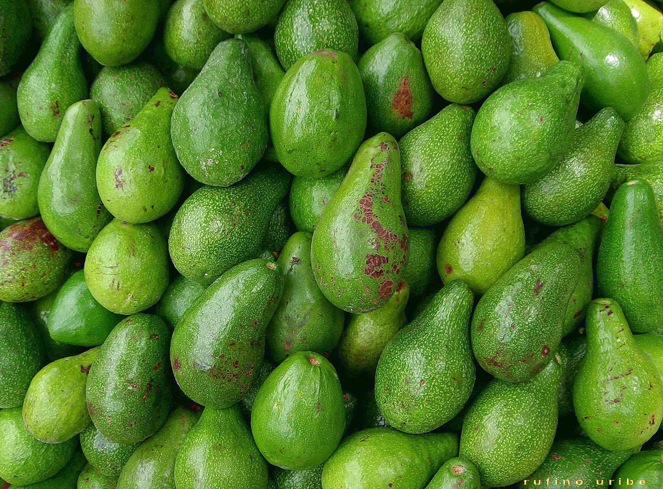 Aguacate beneficios y salud a cada bocado